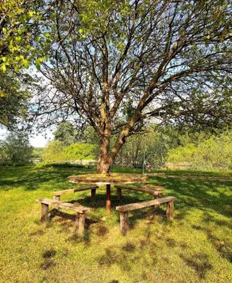 a picnic table under a tree in a field at Tamiški mir in Staji°evo