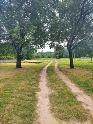 a dirt road in a field with two trees at Tamiški mir in Staji°evo