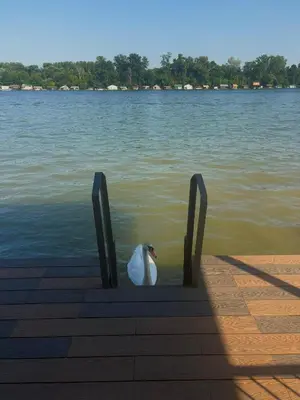 a duck sitting in the water on a dock at Santa Barbara River in Belgrade
