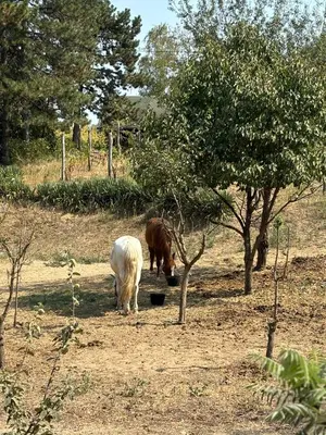 two horses grazing in a field with trees at Kućica u pesku in Novi Vladimirovac