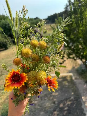 a hand holding a bouquet of flowers at Kućica u pesku in Novi Vladimirovac
