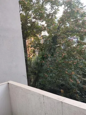 a view of a tree from behind a concrete wall at Luna in Vračar (historical)