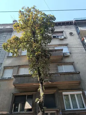 a tree in front of a tall building at LEO Apartment in Belgrade