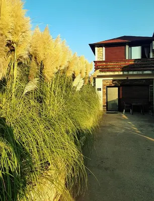 a field of tall grass next to a building at Stone Spa Apartman 2 in Sremčica