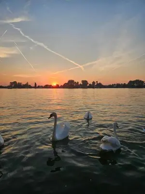 a group of swans swimming in the water at sunset at Splav na Savi in Ostružnica