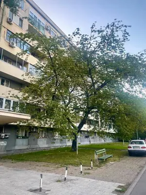 a tree in front of a building with a car parked under it at Fontana cozy apartment near Danube river in Belgrade