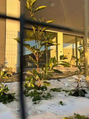 a plant in the snow in front of a building at Apartman Kosmajska Vila in Rogača