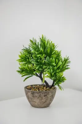 a green plant in a stone pot on a white background at NAŠ Apartman in Voždovac
