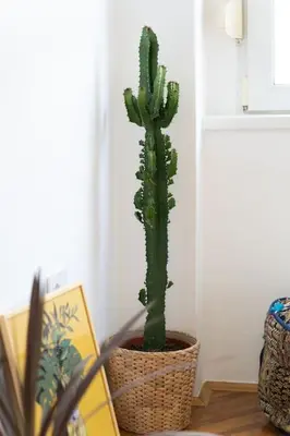 a cactus in a pot sitting on a table at Completely new, Bonbona Apartment Belgrade in Belgrade