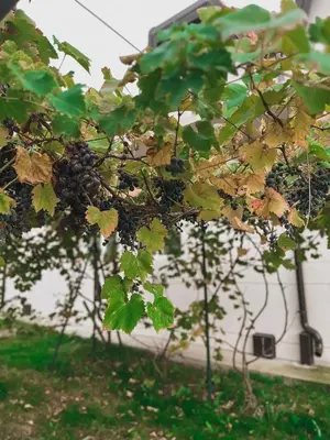 a bunch of grapes hanging from a tree at Prenoćište Katarina JUGOVO in Smederevo