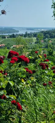 a group of red flowers in a field at View Point House in Smederevo
