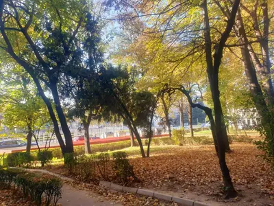 a park with trees and leaves on the ground at Best choice Hram centar in Belgrade