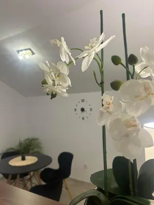 a vase with white flowers in a room at Apartman Cristal LUX in Surčin