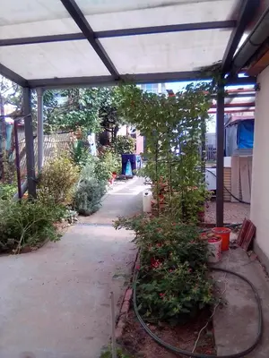 a greenhouse with a tree in a garden at Home in flowers in Belgrade