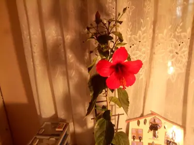 a red flower in a vase next to a window at Teranuovo in Belgrade