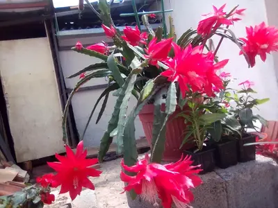a bunch of pink flowers in a pot at Teranuovo in Belgrade