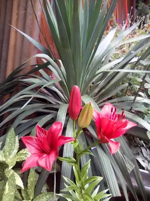 two pink flowers in front of a plant at Teranuovo in Belgrade
