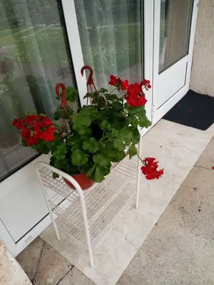 a porch with two chairs and red flowers at Aurora Apartment in Smederevo