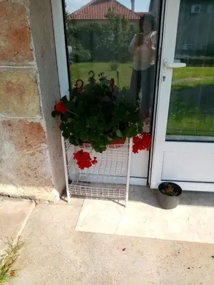 a potted plant sitting in front of a door at Aurora Apartment in Smederevo