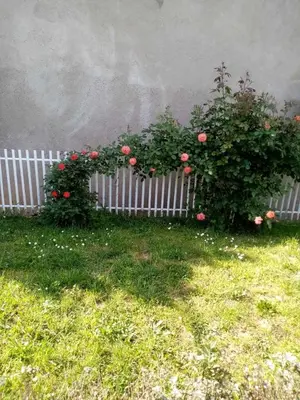 two bushes with pink roses against a white fence at Aurora Apartment in Smederevo