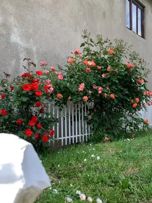 a bush of red flowers next to a fence at Aurora Apartment in Smederevo