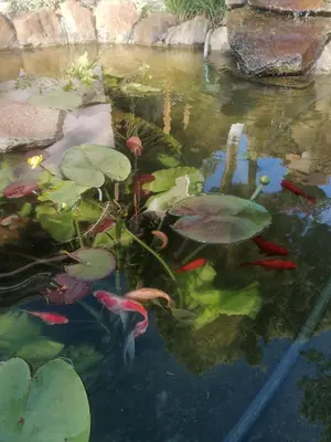 a pond with koi fishes and lily pads at Apartman LAVANDA in Šumarak