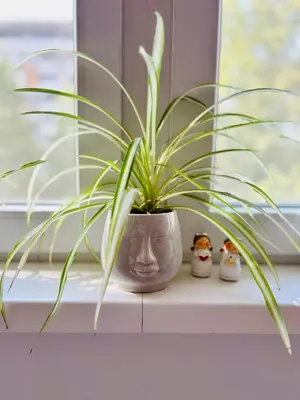 a plant in a vase sitting on a window sill at Surya in Belgrade