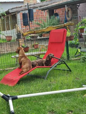 two dogs sitting on a red chair in a yard at Vikendica Emily in Kovin
