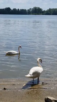 two swans standing on the shore of a body of water at Vikendica Emily in Kovin