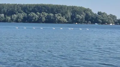 a group of birds swimming in a large lake at Vikendica Emily in Kovin