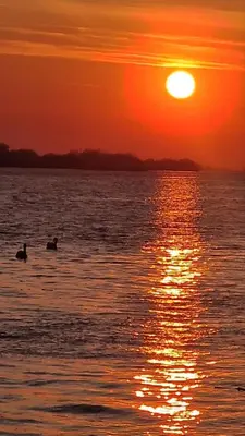 two ducks swimming in the water at sunset at Vikendica Emily in Kovin