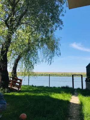 a bench under a tree next to a lake at Bird of Paradise in Belgrade