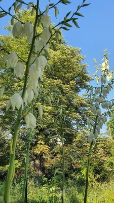 a group of white flowers on a tree at Spa Apartment Family Belgrad in Brestovik