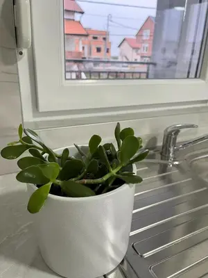 a plant in a white pot sitting on a kitchen counter at airport Belgrade 2bedrooms in Surčin
