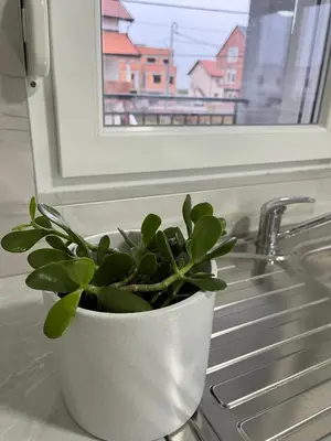 a potted plant sitting on a kitchen counter next to a sink at Airport Art Villa in Čukarica