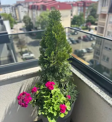 a potted plant on a balcony with pink flowers at Apartman Idila in Ruma