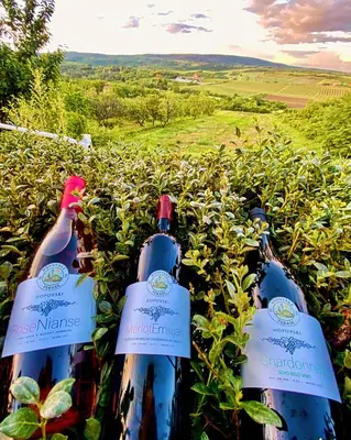 three bottles of wine sitting in a field at Hopovske Terase in Irig