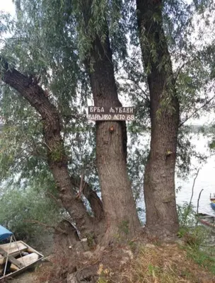 a couple of trees with a sign on them at Vila Restart Čortanovci in Čortanovci