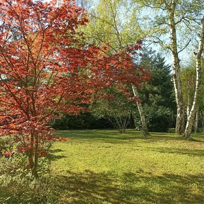 a tree with red leaves in a park at Ranch V8 Kosmaj in Rogača