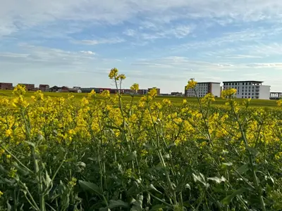 a field of yellow flowers with buildings in the background at Belgrade Airport luxury 2 room in Surčin