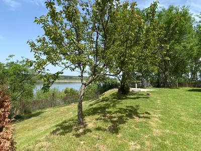 a tree in a field next to a body of water at Vikendica Lela in Beška