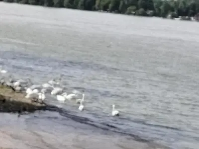 a group of white birds swimming in the water at Nasa kuca in Gročanska Ada