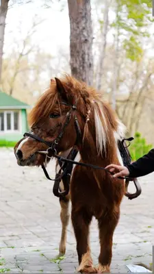 a person is holding the reins of a brown pony at Imanje Borkonjić in Ruma
