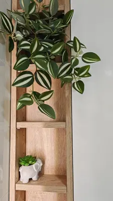 a potted plant sitting on a wooden shelf at Brod Trgovacka in Žarkovo