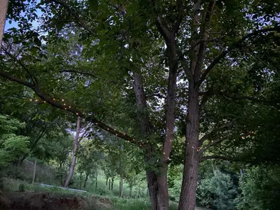 a group of trees with lights in a park at Apartman Vera