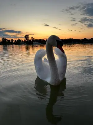 a swan swimming in the water at sunset at Splav na Savi in Ostružnica