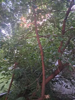 a tree with lots of branches and green leaves at Quiet garden in Belgrade
