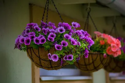 two baskets of purple flowers hanging from a wall at Guest House A'storia in Ruma