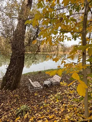 two chairs sitting under a tree next to a lake at Kuća na obali Save in Obrenovac