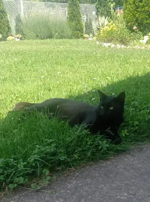 a black cat laying in the grass at Vintage Village Serbia